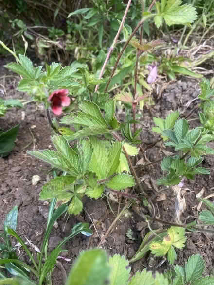 Photo of free Plant (CT10) #1