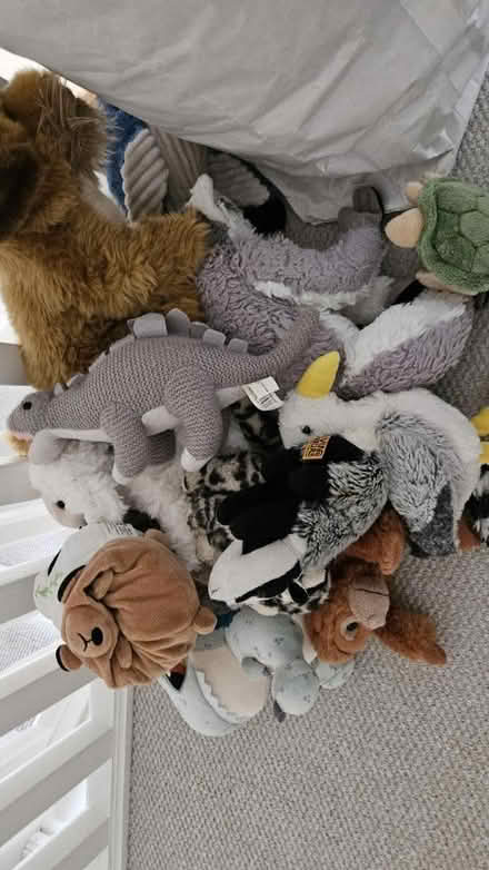 Photo of free Teddies (GL2) #1