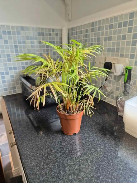 Photo of free Houseplant (Kempston) #1