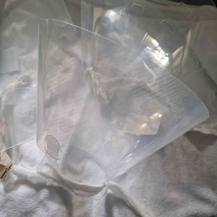 Photo of free Dog cone collars (Hednesford, WS12) #1