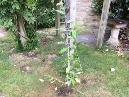 Photo of free Buddleia plants (Southport PR8) #1