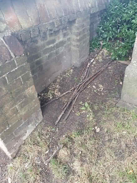 Photo of free 7 long sticks (at least 1.2m) (TN34 Halton (West Hill - Ore)) #1