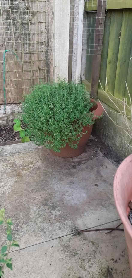 Photo of free Herbs: Sage and Thyme (NG8) #2