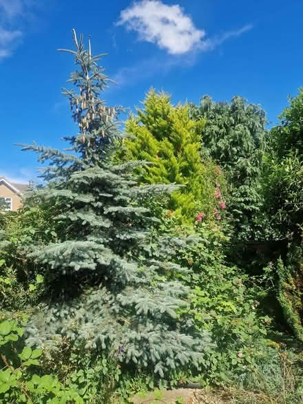 Photo of free Trees (CV11) #1
