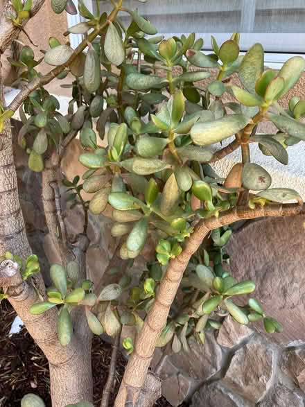 Photo of free Jade plant (Morgan Hill) #2