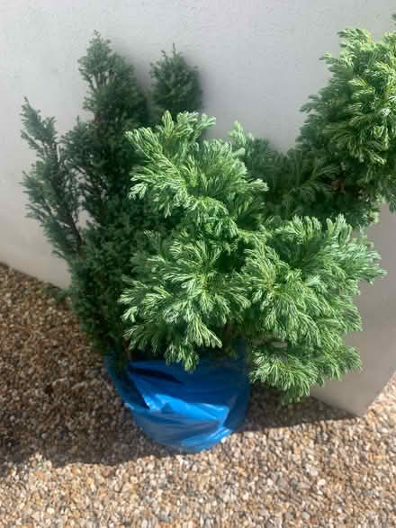 Photo of free Two small fir trees (Burgess Hill) #1