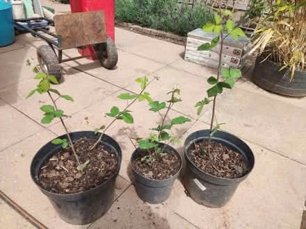 Photo of free Thornless blackberry (Longbridge, B31) #2