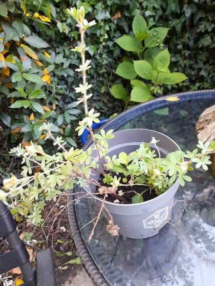 Photo of free Plants (Twyford RG10) #1