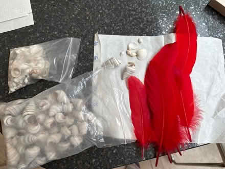 Photo of free Feathers and shells for crafting (Burpham, Guildford) #1