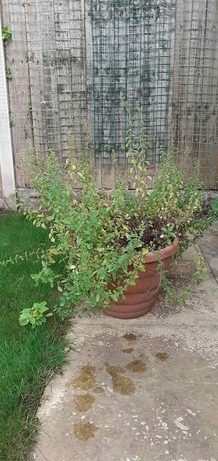 Photo of free Herbs: Sage and Thyme (NG8) #3