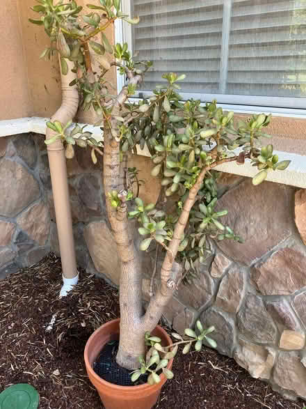 Photo of free Jade plant (Morgan Hill) #1