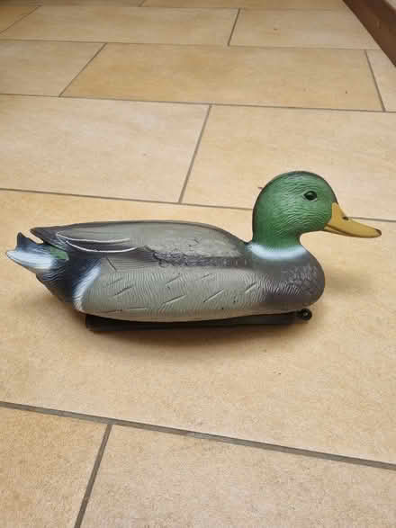 Photo of free Decoy plastic duck (wallingford..wantage road) #1