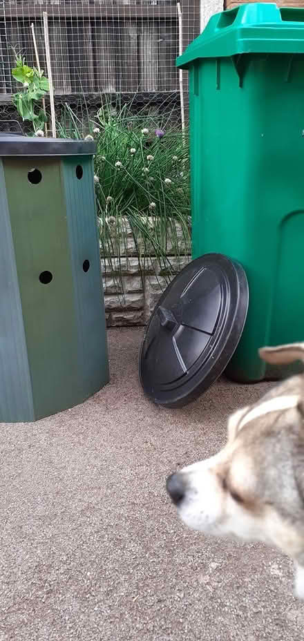 Photo of free Bin lid 19" diameter (NG8) #3