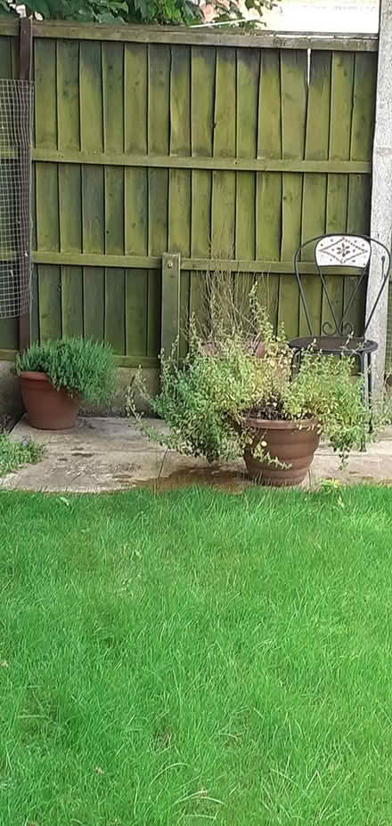 Photo of free Herbs: Sage and Thyme (NG8) #1