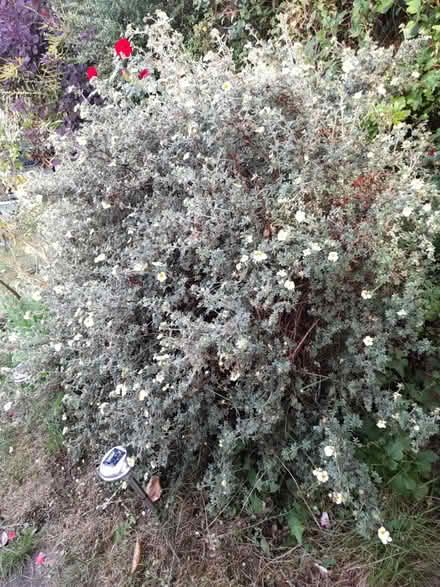 Photo of free Plants (Twyford RG10) #2