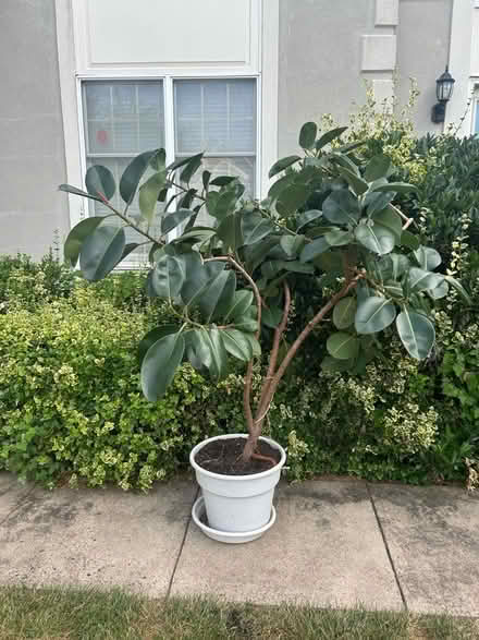 Photo of free Large Rubber Tree Plant- 6ft tall (Ashburn, Virginia) #2