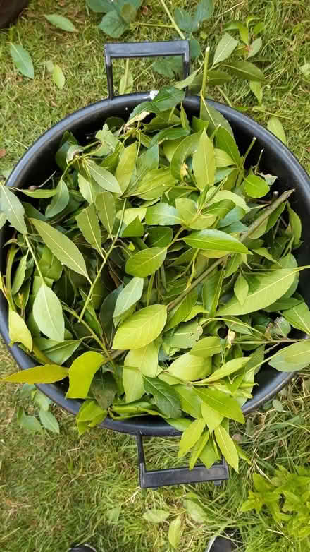 Photo of free Bay leaves (Crookesmoor S10) #1