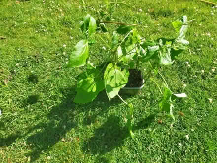 Photo of free 9 runner bean plants (Littleover DE23) #1