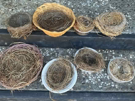 Photo of free Bird Nests (Woodacre) #1