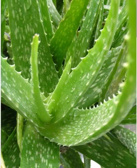 Photo of Aloe Vera (Portsmouth) #1