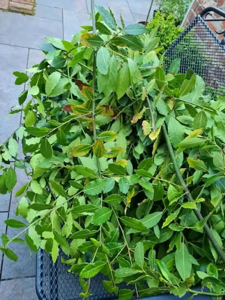 Photo of free Fresh bay leaves (Nuneham Courtenay OX44) #1