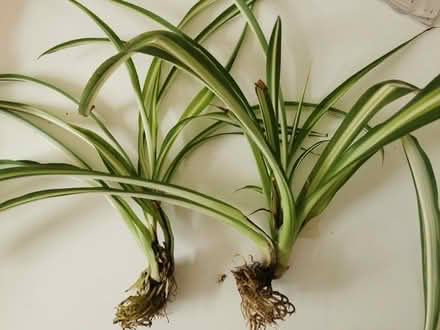 Photo of free 2 Spider plants (Caterham) #1