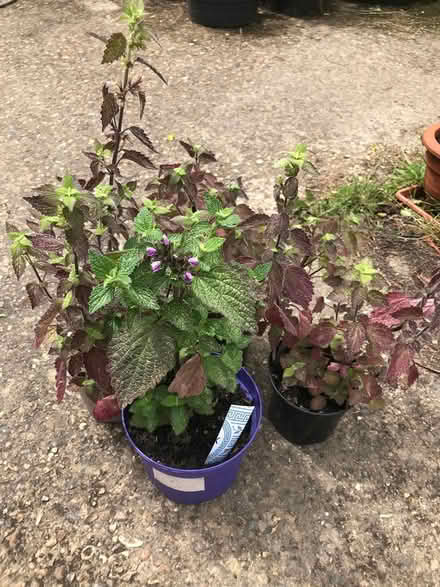 Photo of free Red dead nettle (Burnham on Crouch CM0) #1