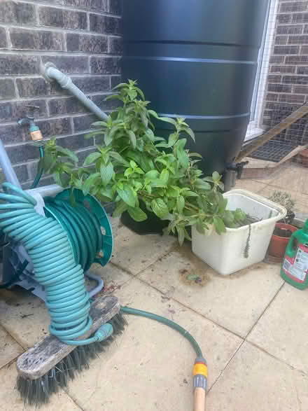Photo of free Pond mint plant (Heage) #1