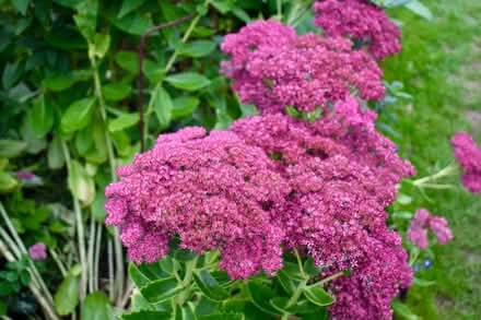 Photo of free Sedum plant (Hatfield AL10) #2