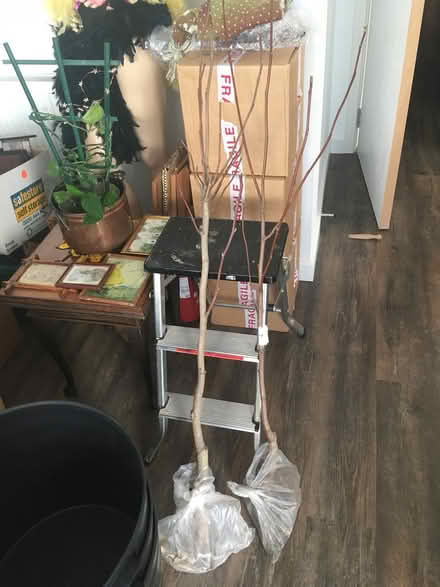 Photo of free 2 bare root Magnolias (Mill Hill NW7) #1