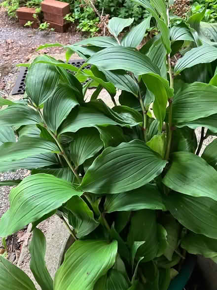 Photo of free False Solomon’s Seal (Newton center) #1