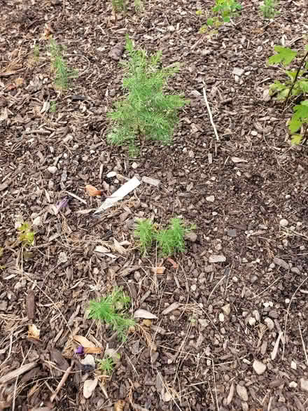 Photo of free Juniper Tree saplings (Downtown Bartlett) #3