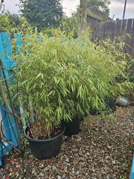 Photo of free Bamboo plants (Skipton BD23) #1