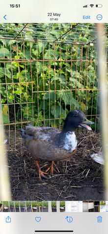 Photo of free Call Ducks Wendron TR13 (Helston area TR13) #2