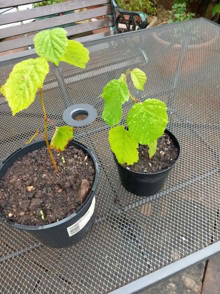 Photo of free Hazelnut saplings (Belvidere SY2) #1
