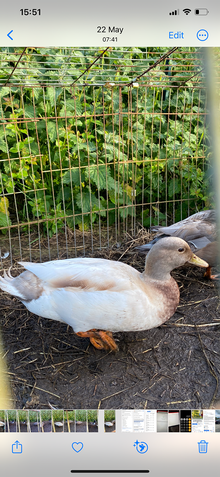 Photo of free Call Ducks Wendron TR13 (Helston area TR13) #1