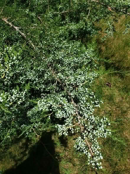 Photo of free Juniper Tree saplings (Downtown Bartlett) #2