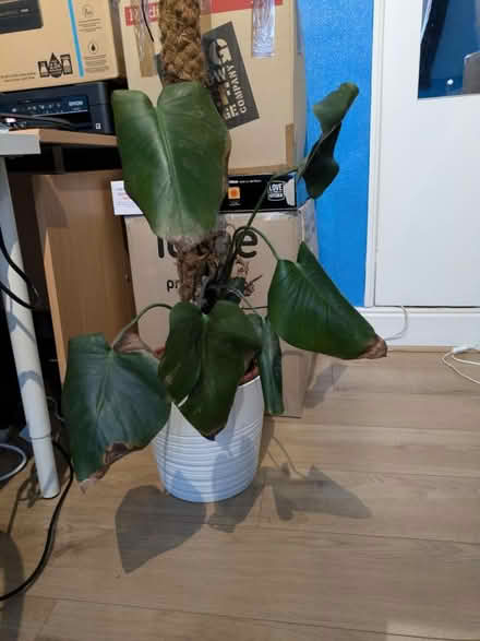 Photo of free Swiss cheese plant to be rescued (Sharrow S7) #1