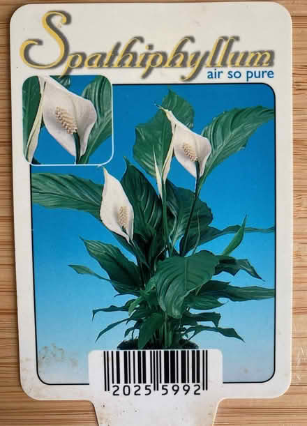 Photo of free Peace Lily plants in need of TLC (GMV SE10) #3