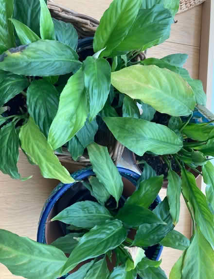 Photo of free Peace Lily plants in need of TLC (GMV SE10) #1