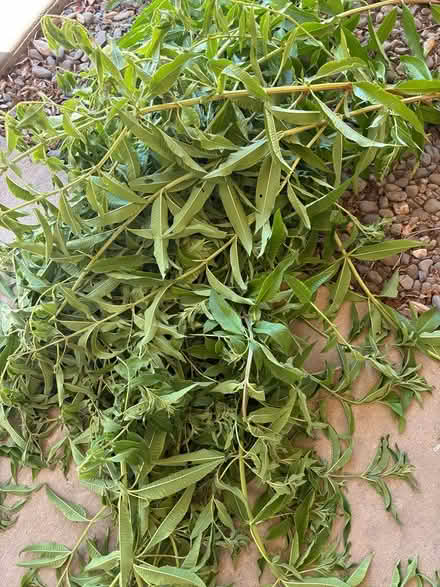 Photo of free Fresh lemon verbena (near De Anza College) #1