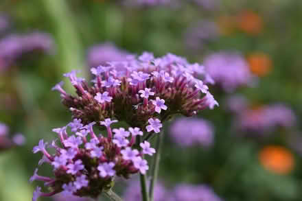 Photo of free Verbena bonariensis (Hatfield AL10) #1