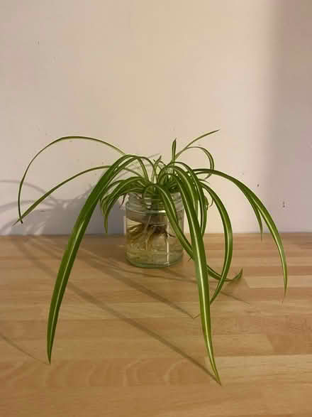 Photo of free Houseplants (DE56 Belper) #1