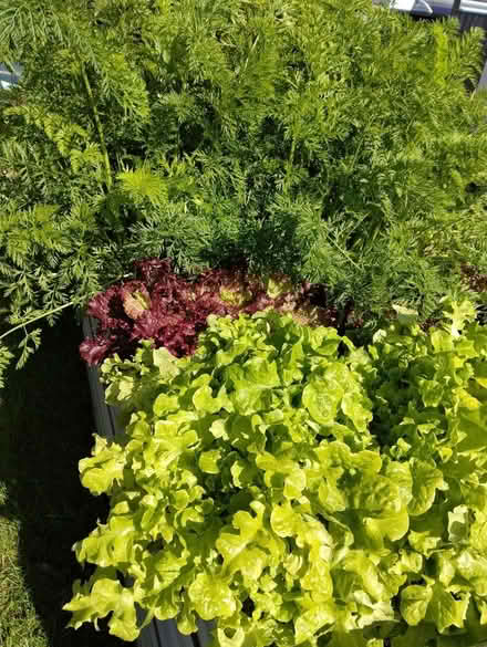 Photo of free Lettuce and carrot greens for guinea pigs and rabbits (Galmpton TQ5) #1