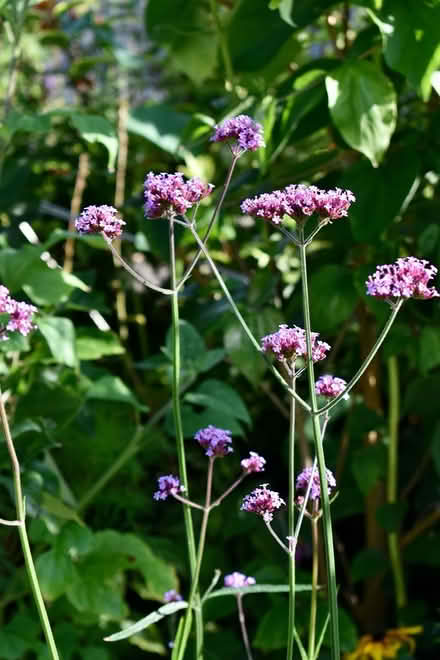 Photo of free Verbena bonariensis plants (Hatfield AL10) #2