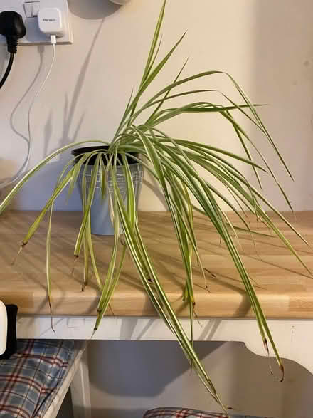 Photo of free Houseplants (DE56 Belper) #2