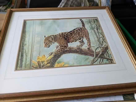 Photo of free Tiger picture (Farnborough) #1