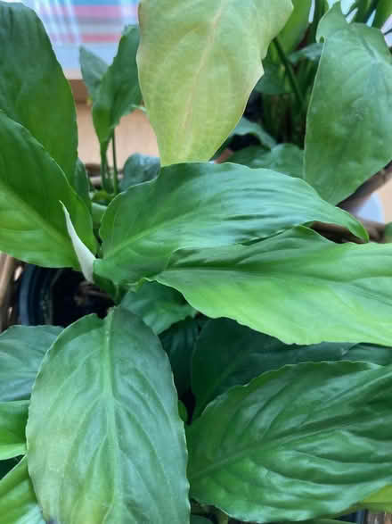 Photo of free Peace Lily plants in need of TLC (GMV SE10) #2