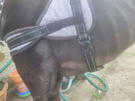 Photo of free Dog Harness for medium and larger dogs (West End LA3) #2