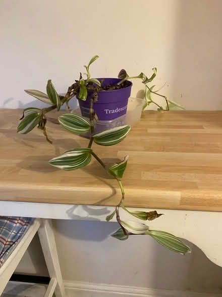 Photo of free Houseplants (DE56 Belper) #3